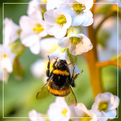 <? $page->title() ?>