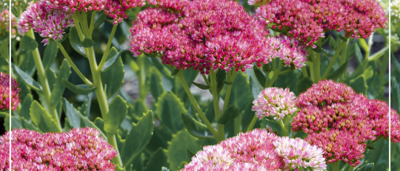 Fette Henne &ndash; ein dekorativer &Uuml;berlebensk&uuml;nstler f&uuml;r Euren Garten!