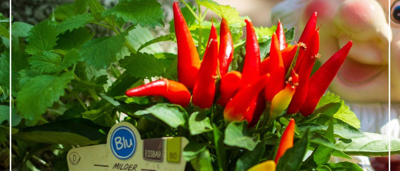Feurig-scharf oder süßlich-mild – Peppers in aller Munde