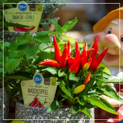 <? $page->title() ?>