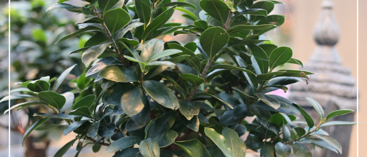 Ficus Ginseng und Zimmerbonsai sorgen f&uuml;r Wohlbefinden