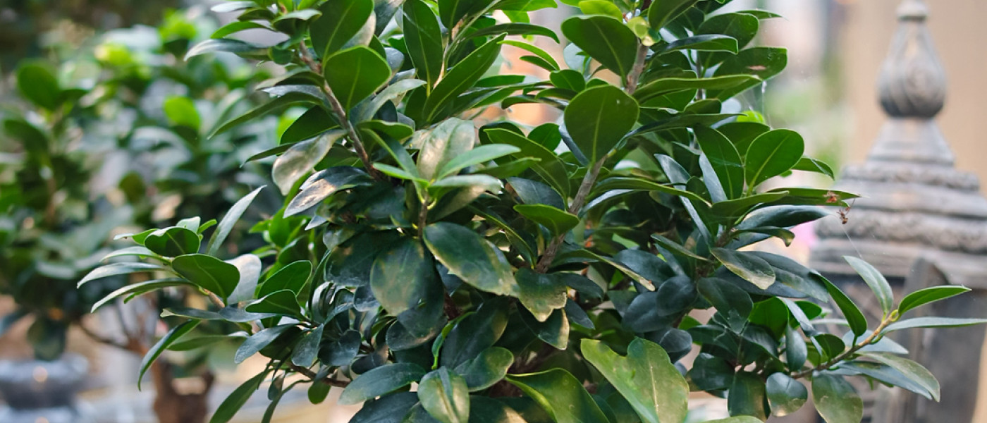 Ficus Ginseng und Zimmerbonsai sorgen für Wohlbefinden