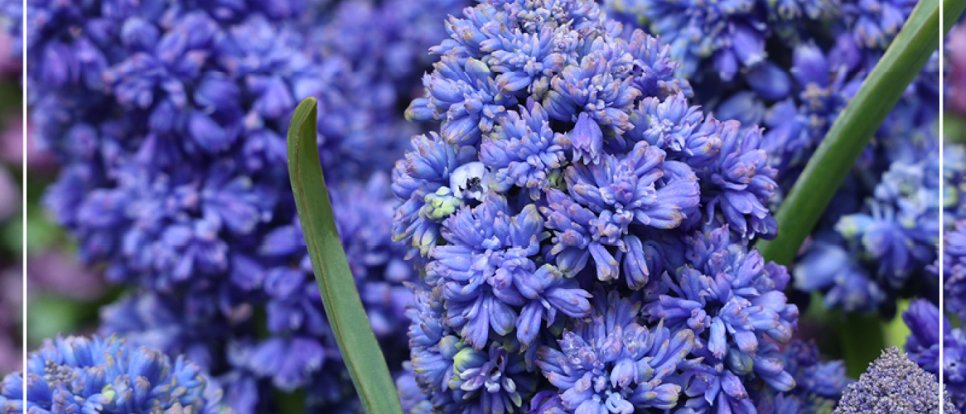 Frisch gekürt: Blumenzwiebeln des Jahres 2022