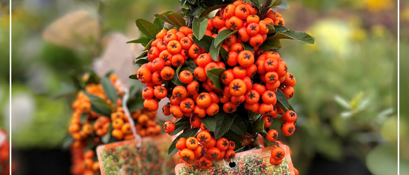 Fruchttragende Gehölze – ein Blickfang im Herbstgarten!