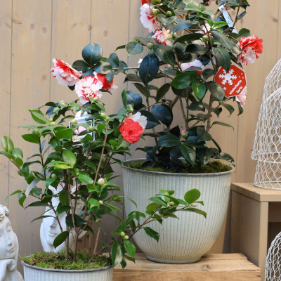 <? $page->title() ?>