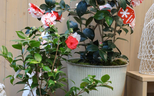 <? $page->title() ?>