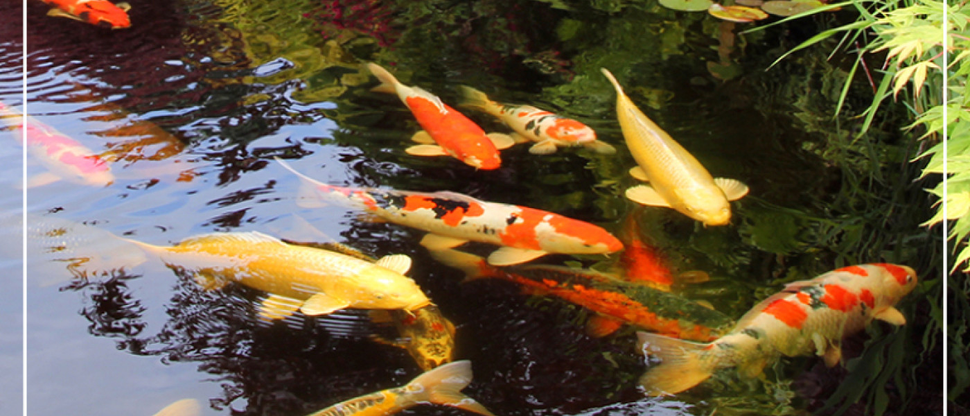 Frühjahrsputz im Gartenteich