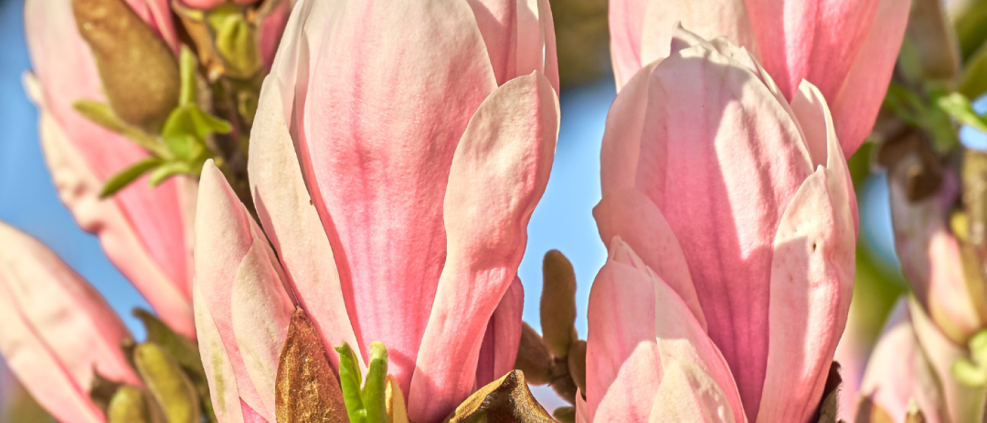 Fr&uuml;hling: Au&szlig;ergew&ouml;hnlich sch&ouml;ne Magnolien