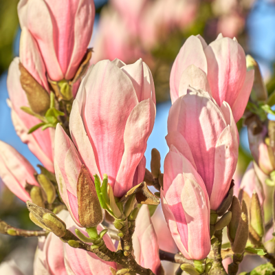 <? $page->title() ?>