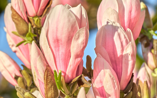 <? $page->title() ?>