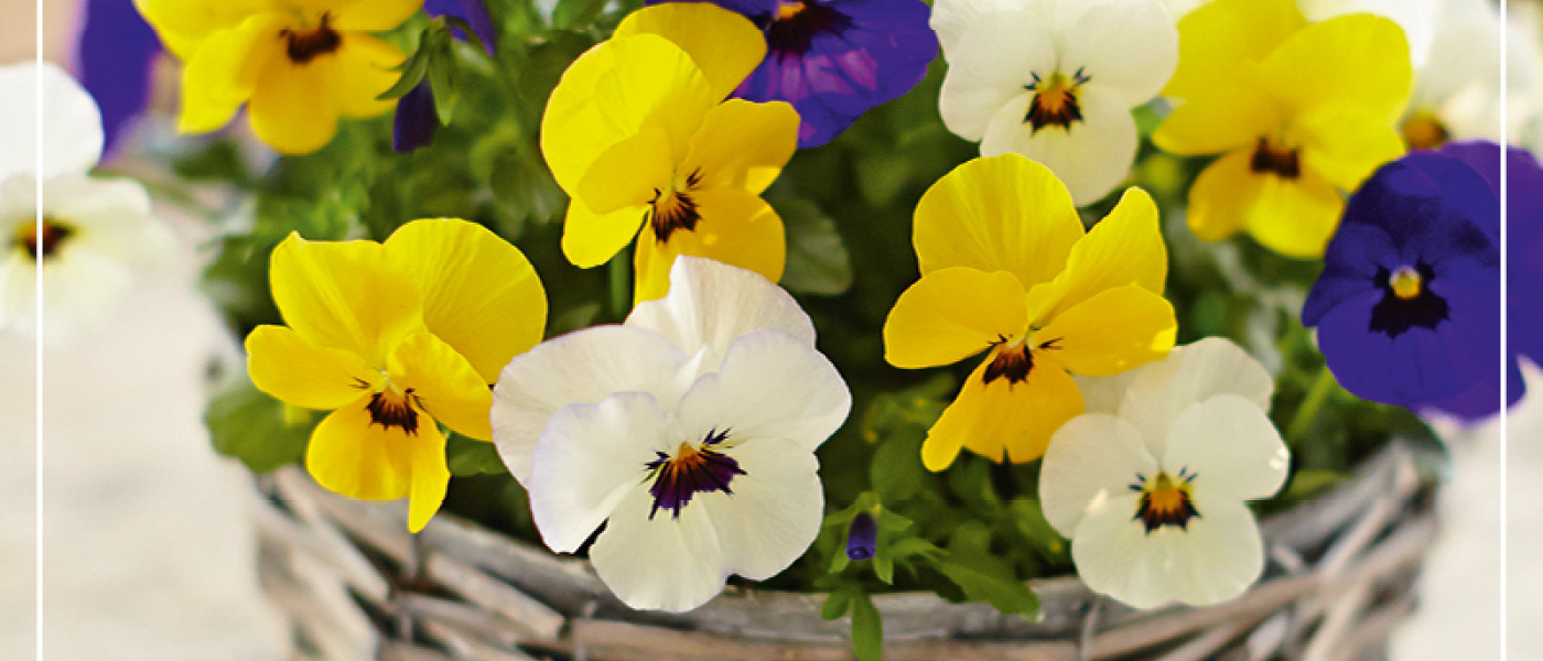 Fr&uuml;hlingsbl&uuml;her f&uuml;r Balkon und Terrasse