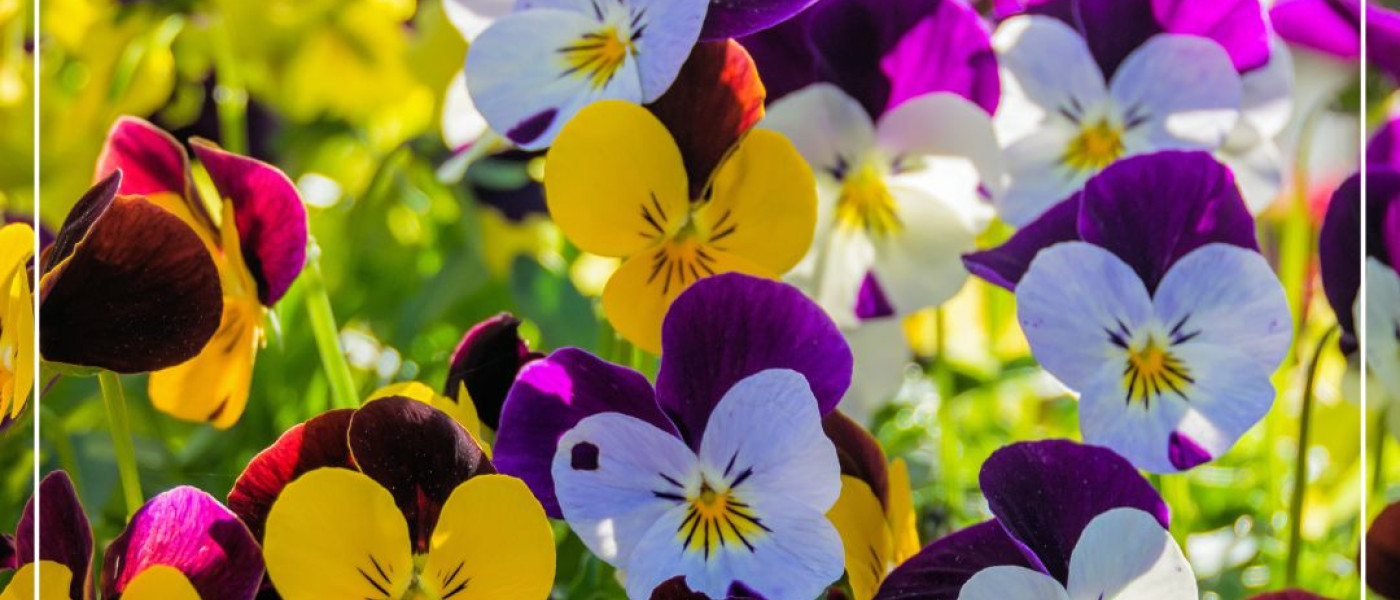 Fr&uuml;hlingsflirt auf Balkon und Terrasse