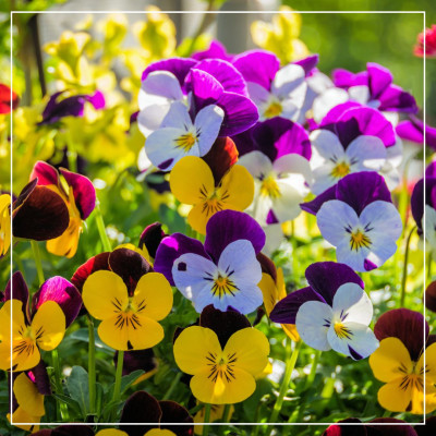 <? $page->title() ?>