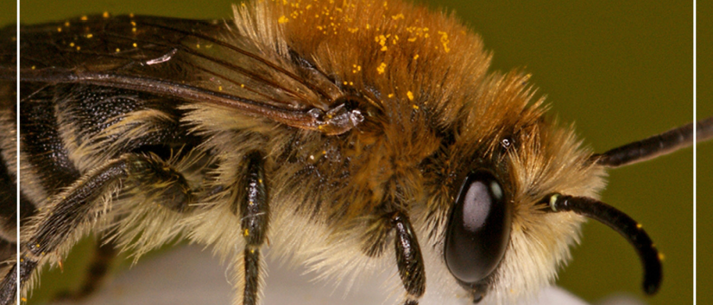 Garten und Terrasse bienenfreundlich gestalten