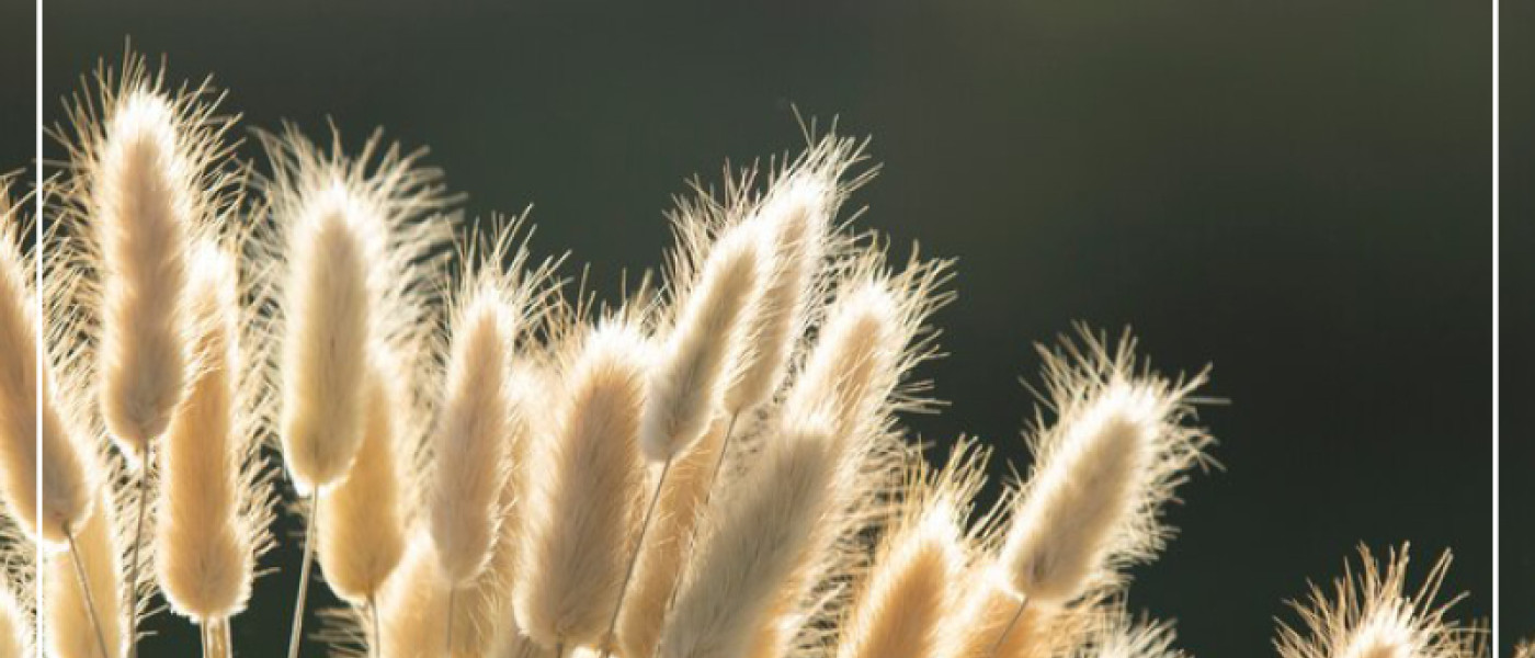Gr&auml;sergarten - so f&uuml;hlen sie sich wohl!
