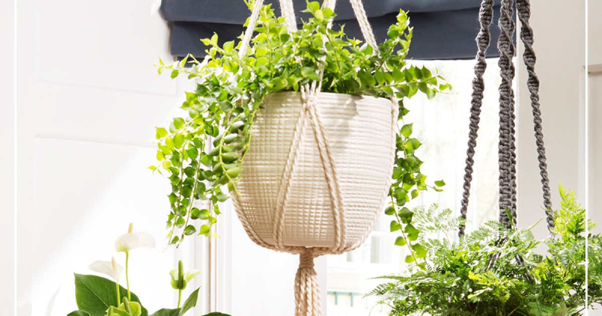 Rostock Gartencenter | Grne Raumteiler