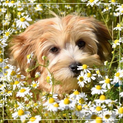 <? $page->title() ?>