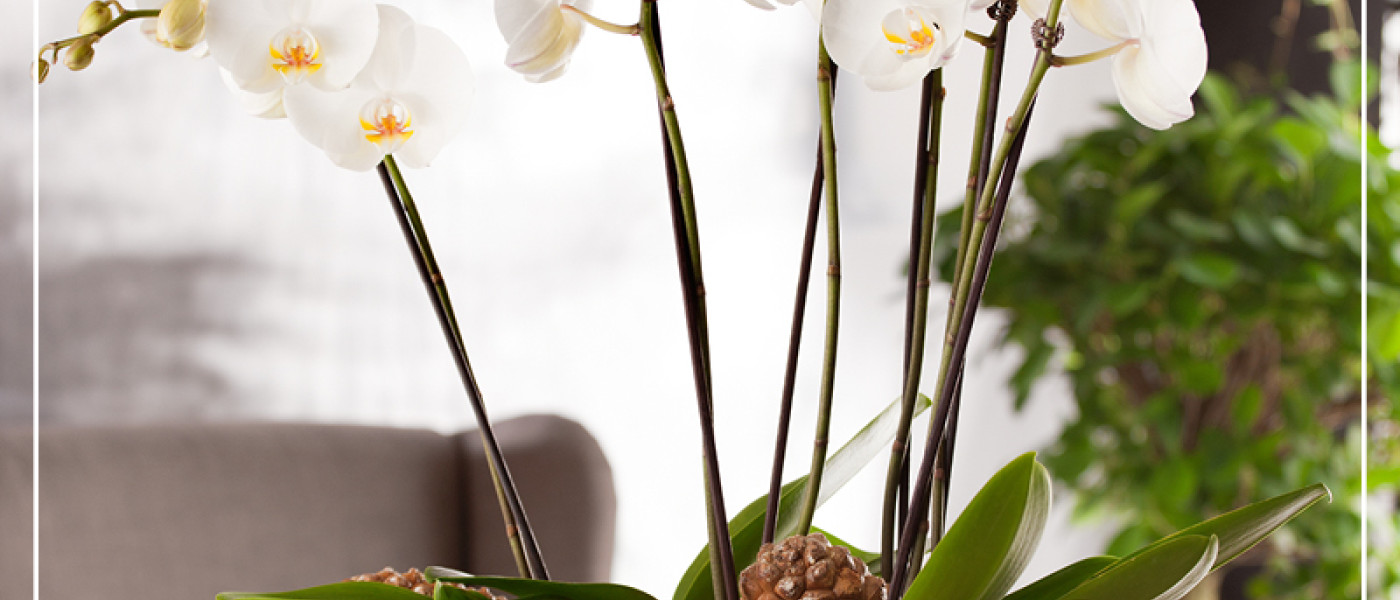 Gr&uuml;ne Geschenkideen