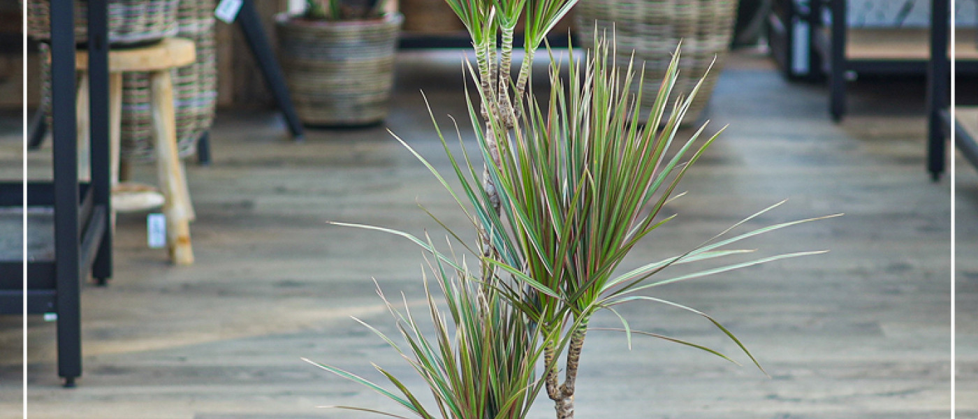 Gr&uuml;ne Muntermacher am Weihnachtsfest