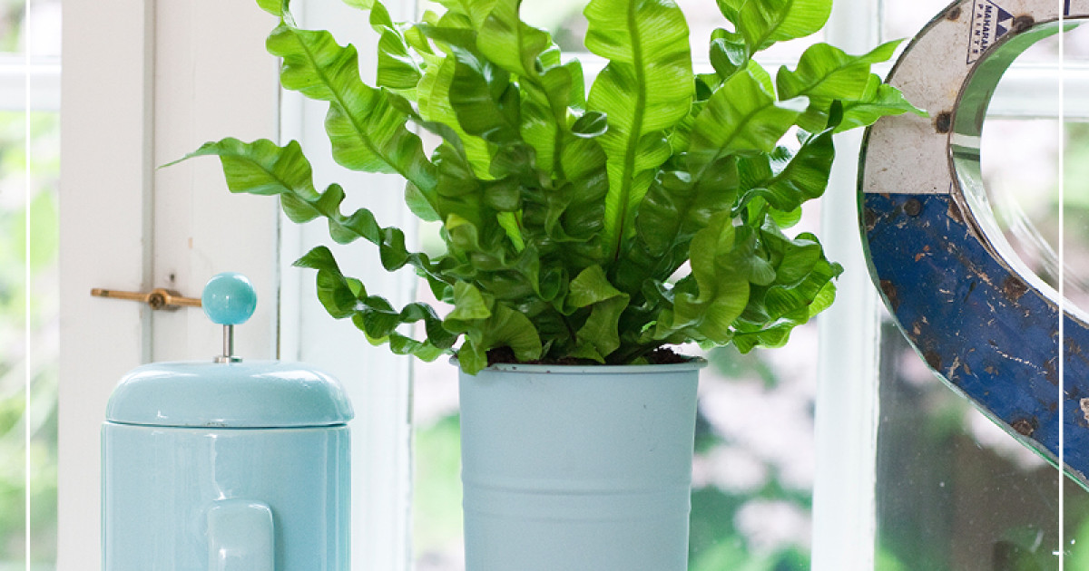 Rostock Gartencenter | Grner-Daumen-Essentials: Zimmerpflanzen richtig  pflegen