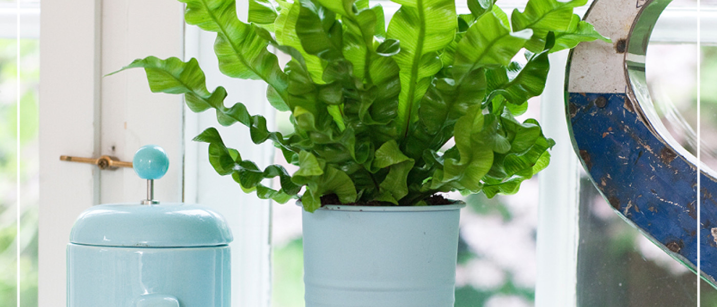 Grüner-Daumen-Essentials: Zimmerpflanzen richtig pflegen