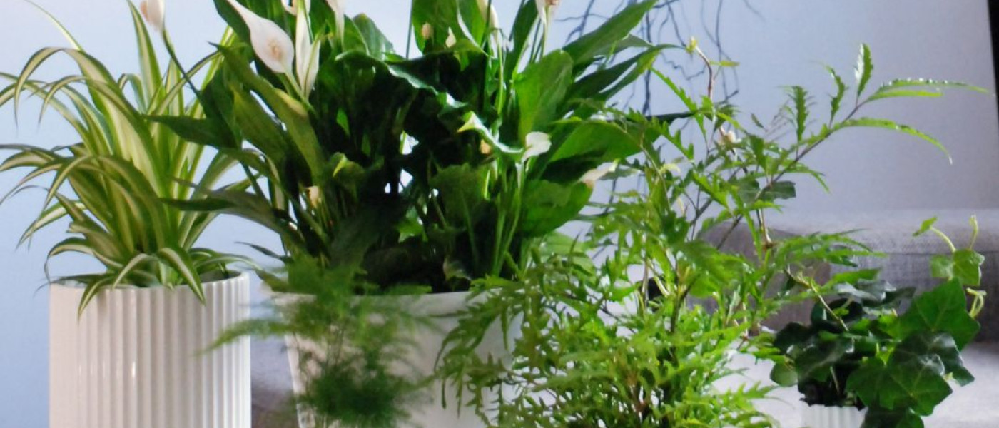 Gr&uuml;ner Muntermacher