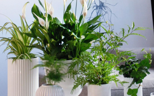 <? $page->title() ?>