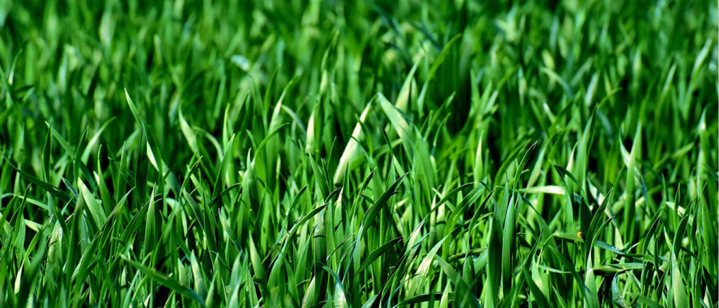 Grüner Rasen in letzter Minute
