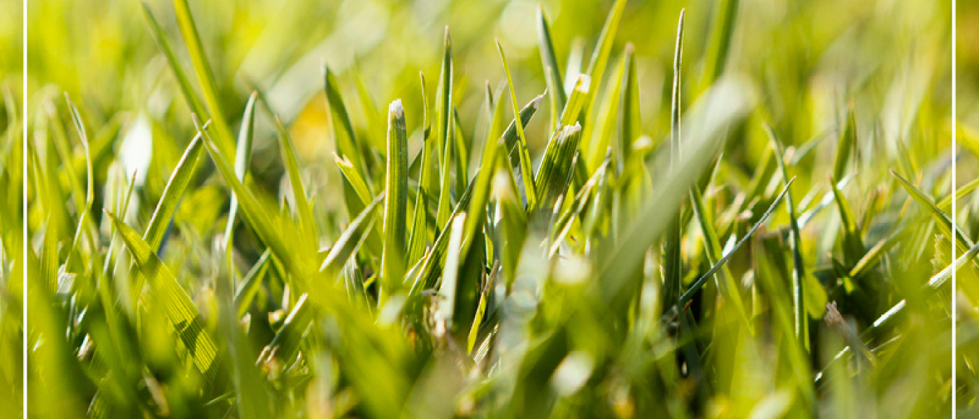 Gr&uuml;ner Rasen in letzter Minute