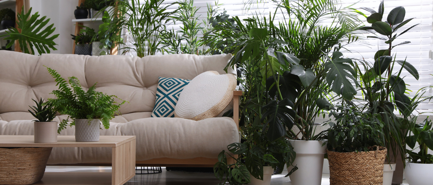 Grünpflanzen - Styling Tipps für ein schönes Zuhause