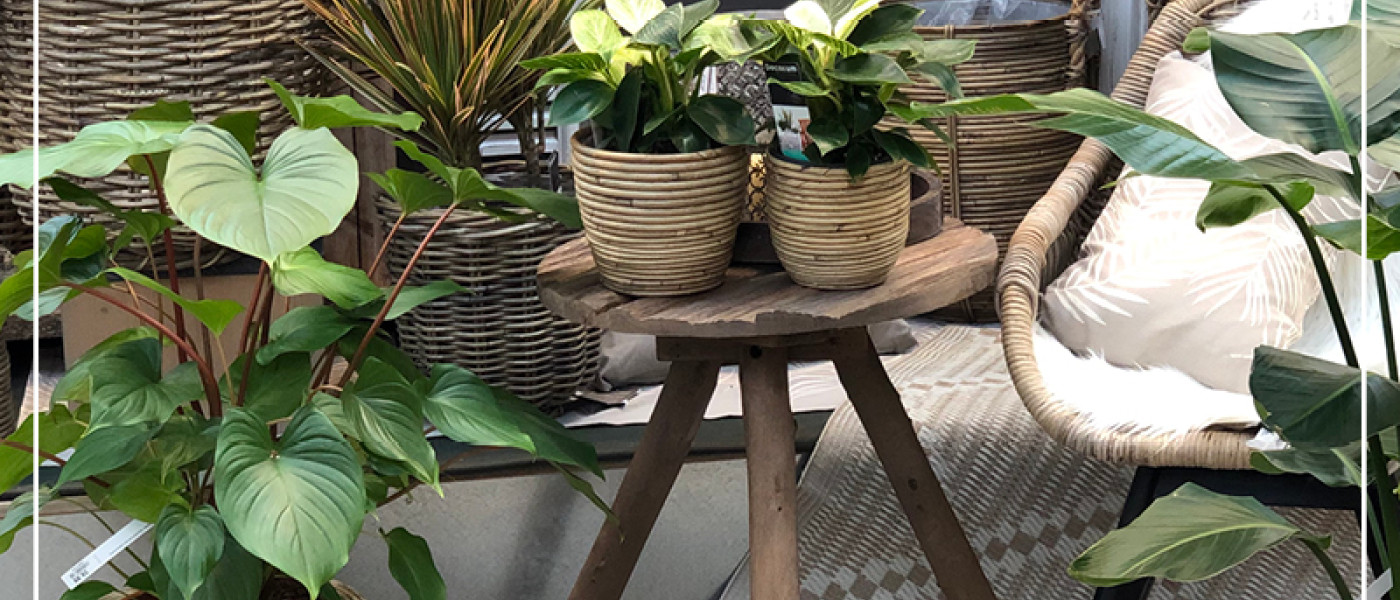 Gr&uuml;npflanzen - Styling Tipps f&uuml;r ein sch&ouml;nes Zuhause