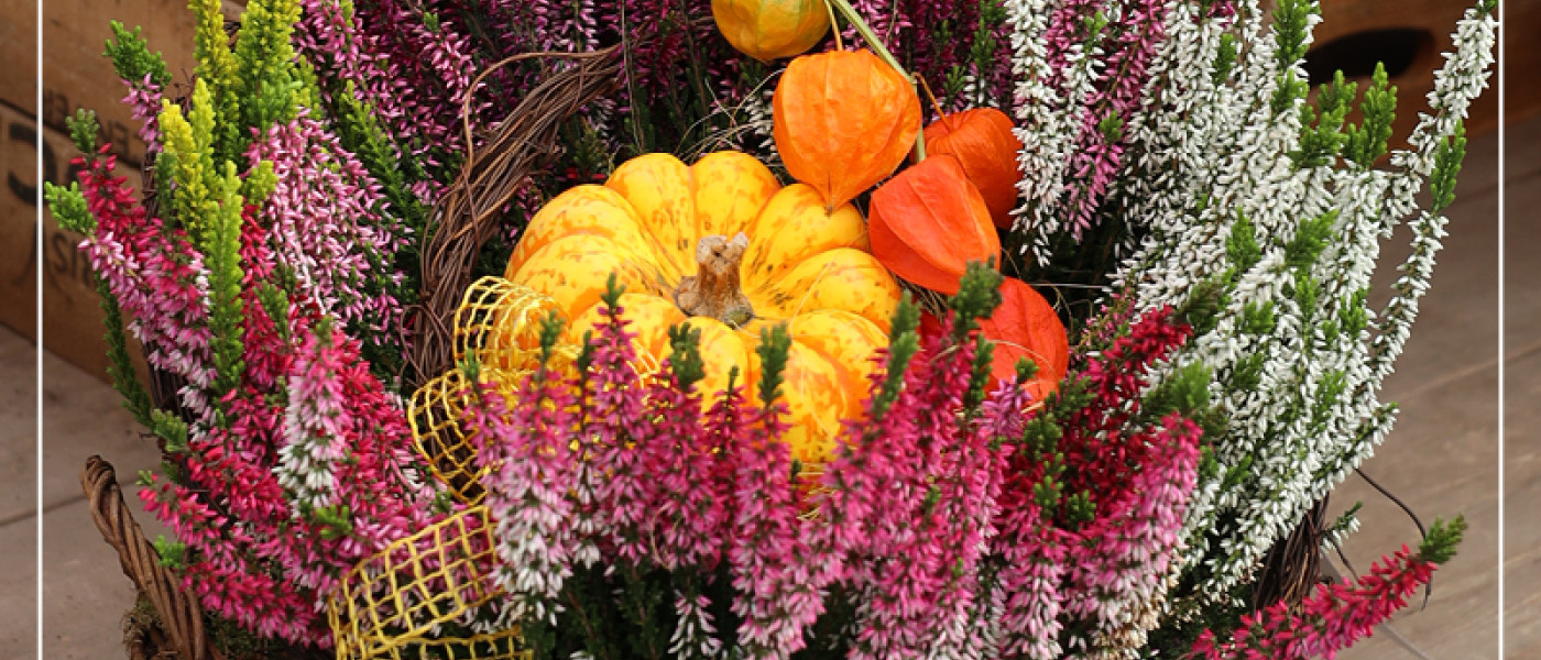 Heide - Eine &uuml;berraschend vielseitige Pflanze f&uuml;r den Herbst