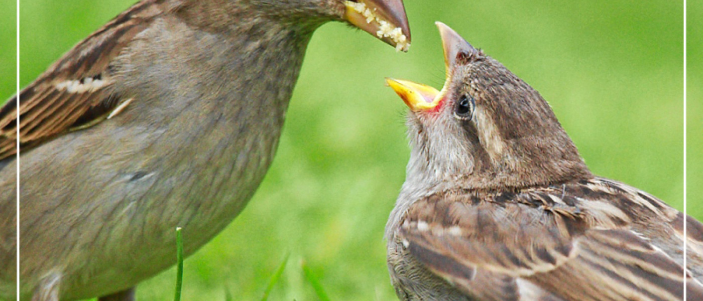 Heimische V&ouml;gel im Garten - So f&uuml;ttert Ihr richtig