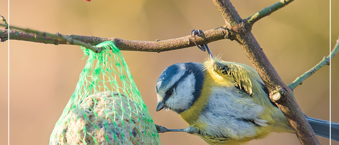 Heimische V&ouml;gel im Garten