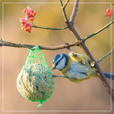 <? $page->title() ?>