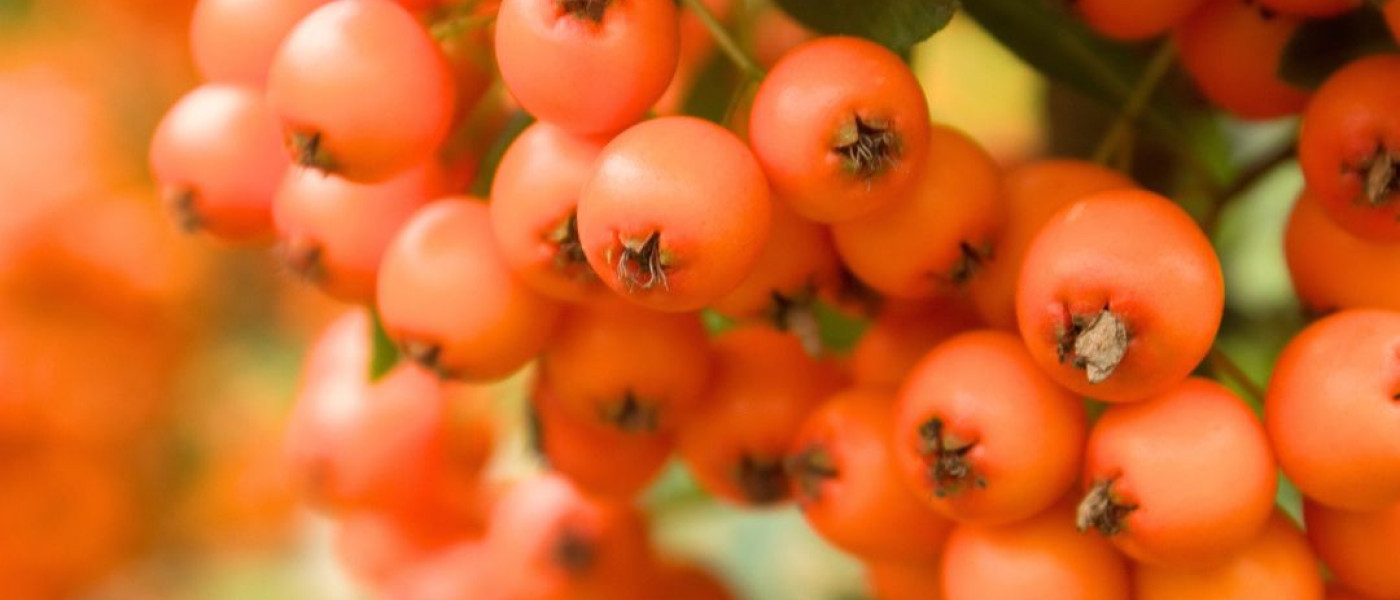 Herbstgl&uuml;ck im Garten