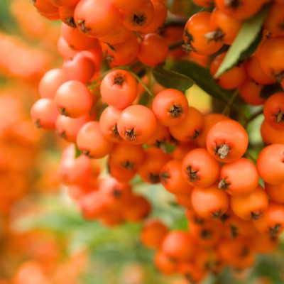 <? $page->title() ?>