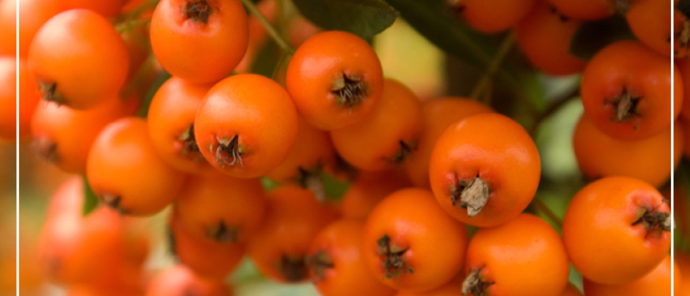 Herbstlicher Glanz mit Feuerdorn und anderen beerentragenden Gehölzen