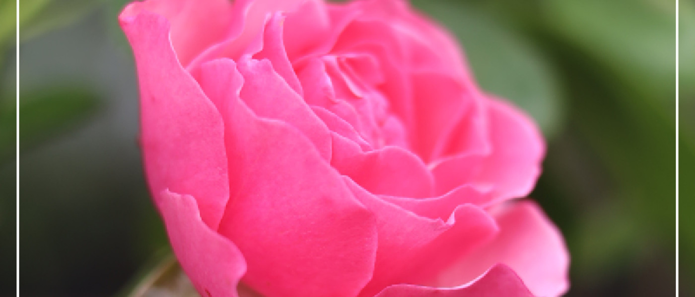 Herrlich - Pr&auml;chtig - Duftend