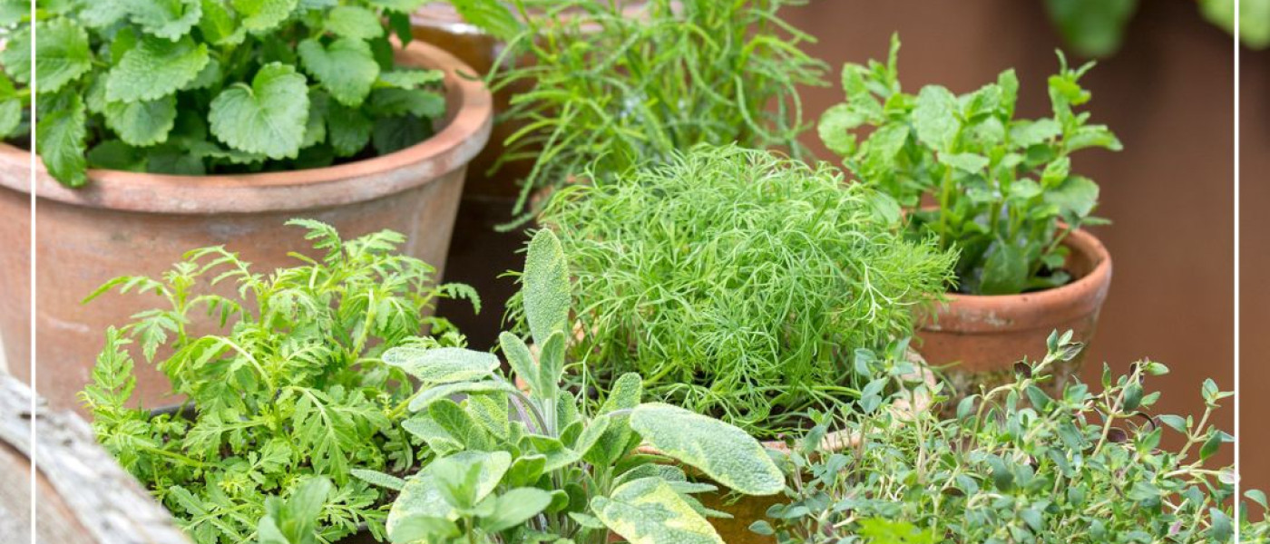 Herrliches Aroma bis zum Abwinken