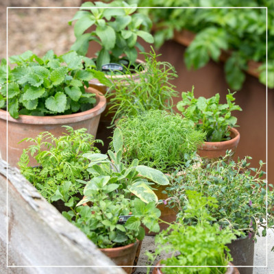 <? $page->title() ?>