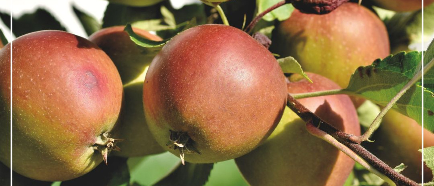 Historische Apfelsorten