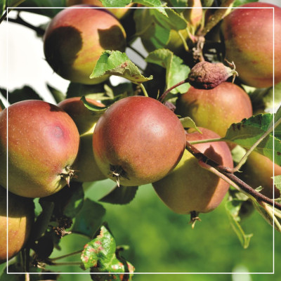 <? $page->title() ?>