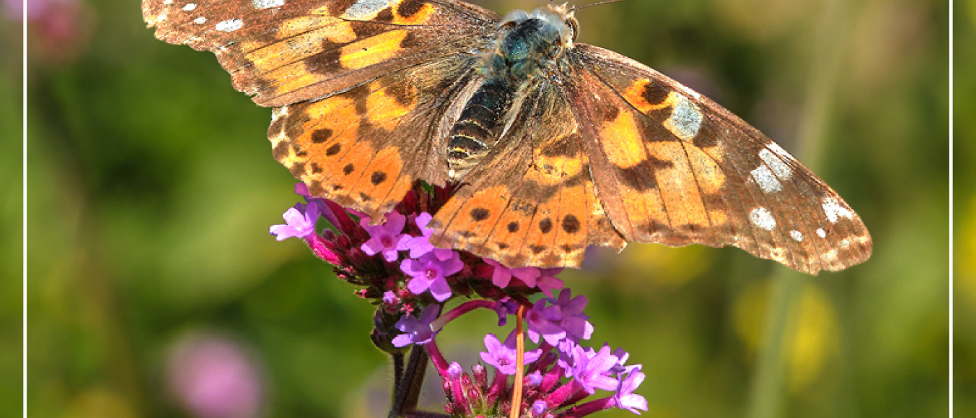 H&ouml;chste Zeit f&uuml;r schmetterlingsfreundliche G&auml;rten