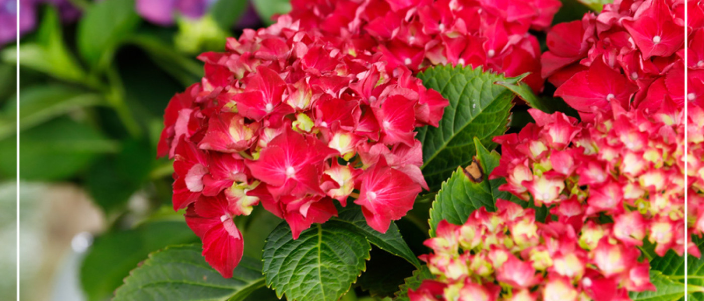 Lady Mata und Skyfall sorgen f&uuml;r sommerliche Bl&uuml;tenpracht