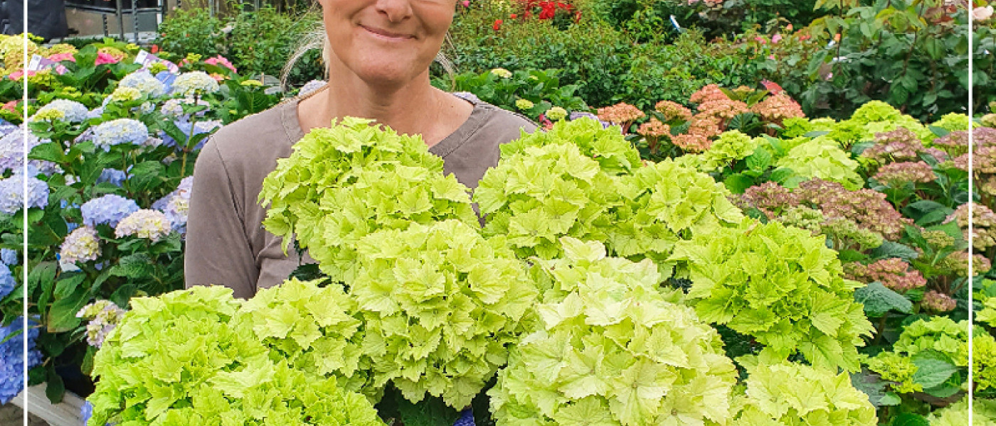 Hortensien mit endloser Blüte und unser neuer Hingucker!