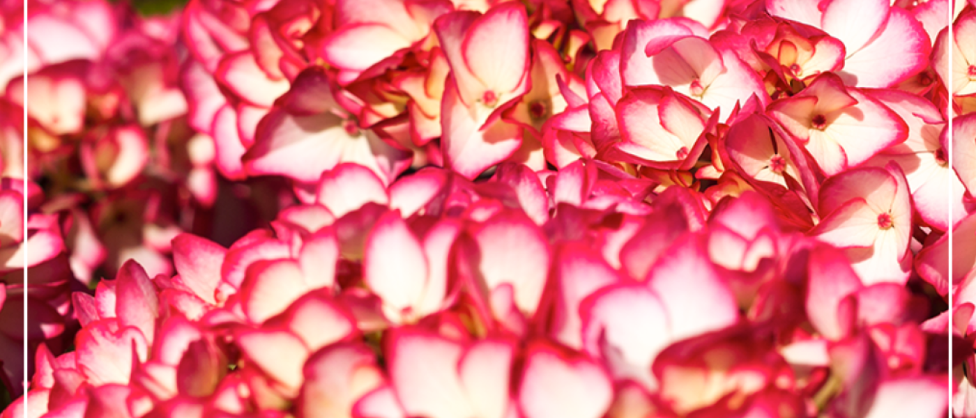 Hortensien sorgen f&uuml;r sommerliche Bl&uuml;tenpracht