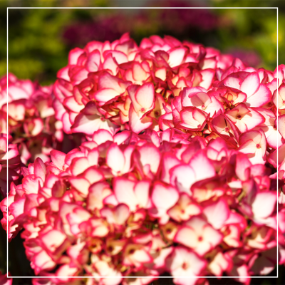 <? $page->title() ?>