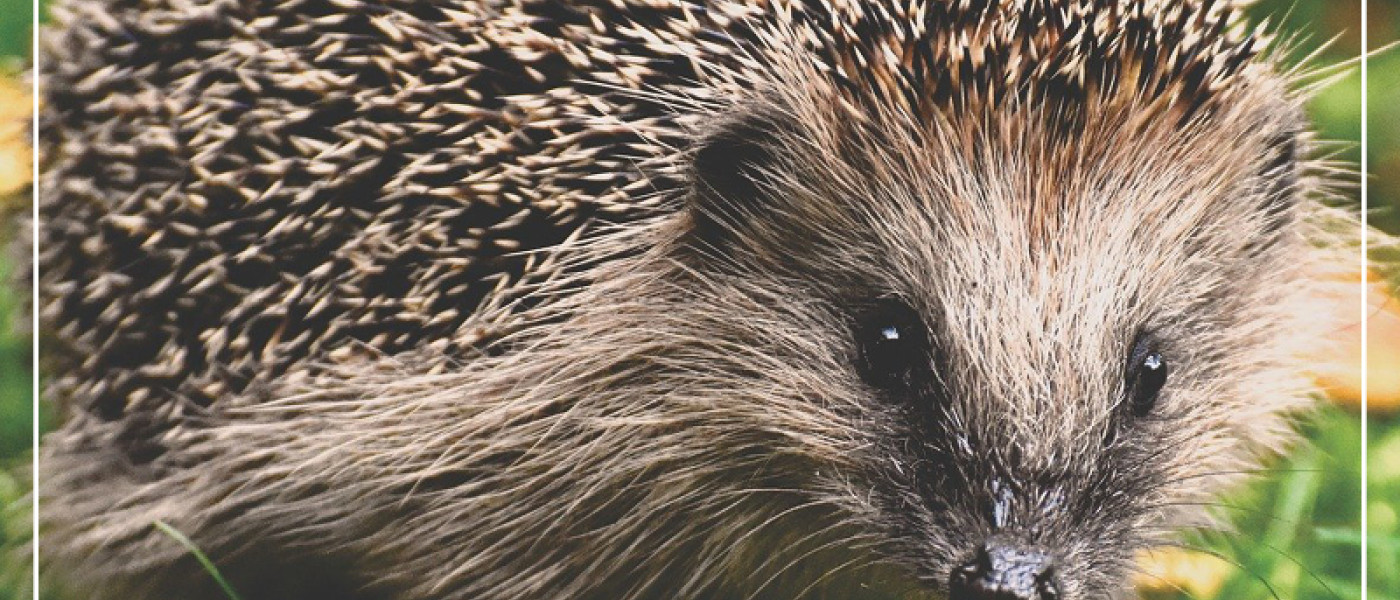 Igel im Garten - Der charmante Stachelpelz