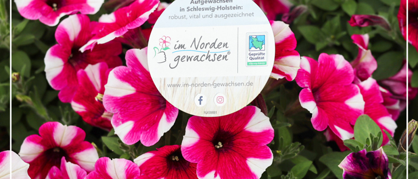 Im Norden gewachsen® - Prächtige Pflanzen direkt aus deiner Region!